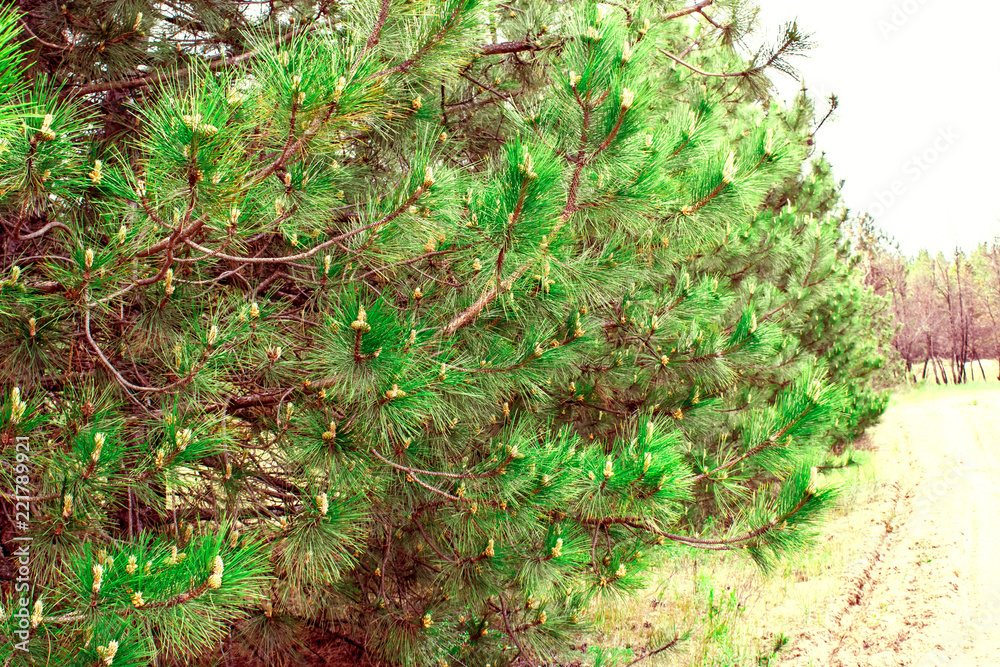 Fototapeta premium Pine forest, vegetation in Russia in the Rostov region. Firs and trees in the warm season, over the sky with clouds, in summer and in spring. Sand trails for walking on fresh and fragrant air from con