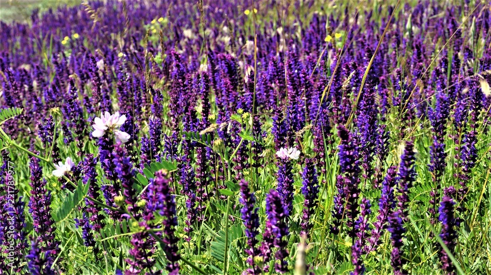 Fototapeta premium field of sage