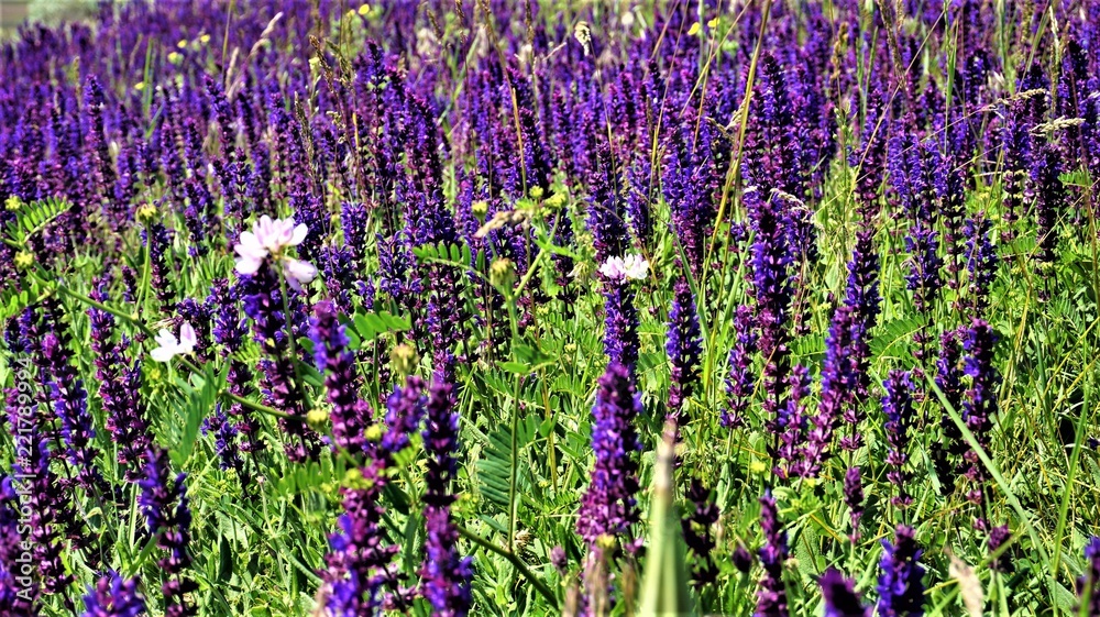 Obraz premium field of sage