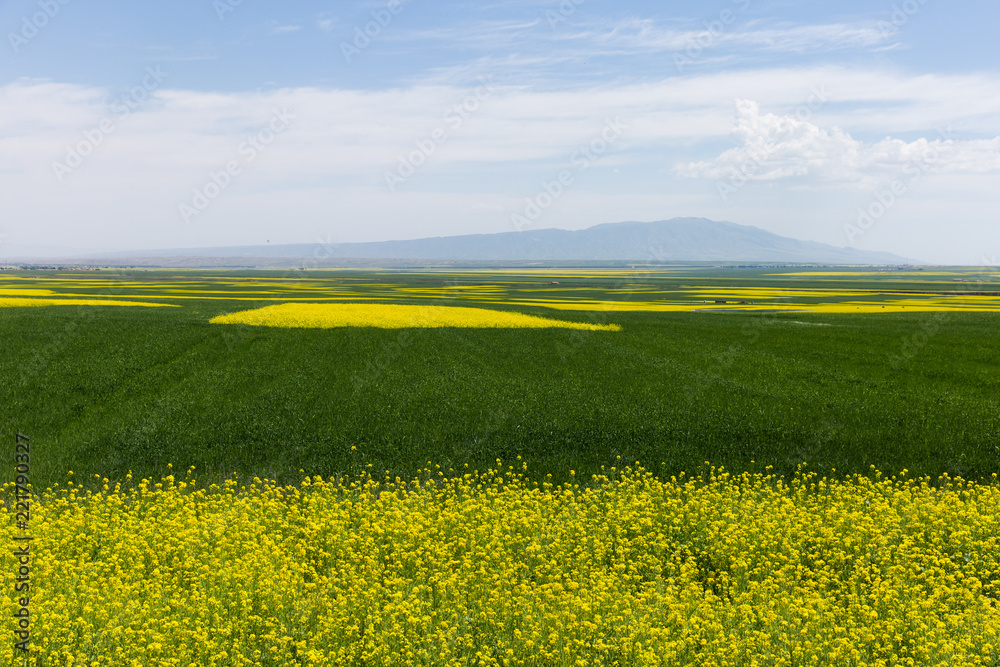 field of yellow flowers