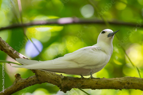 Feenseeschwalbe (Gygis alba) auf der Seychellen-Insel Cousin. photo