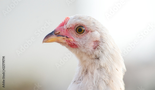 Close-up of white hen with blurred bright background