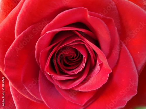 Hintergrund einer roten Rose