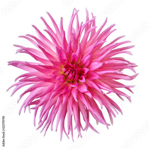 Fototapeta Naklejka Na Ścianę i Meble -  flower pink dahlia isolated on white background. Close-up. Nature.