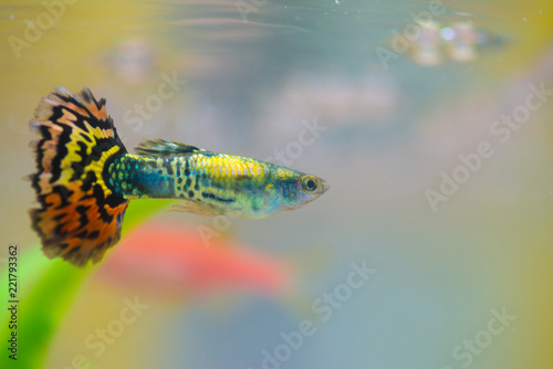 Little fish in fish tank or aquarium, gold fish, guppy and red fish, fancy carp with green plant, underwater life.