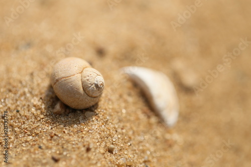 Seashell on a sand beach