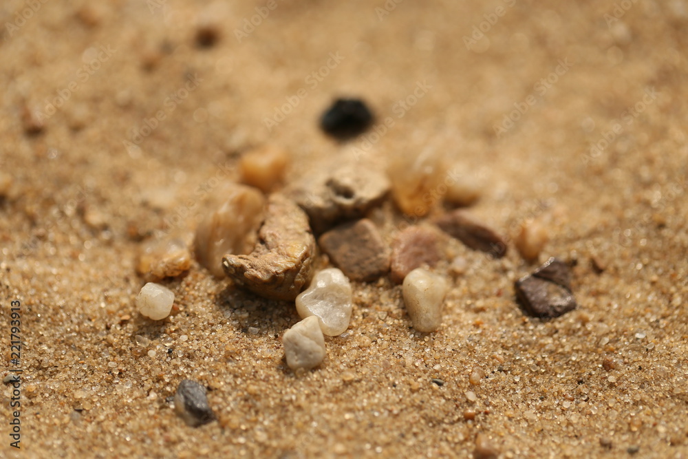 Seashell on a sand beach Seashell on a sand beach