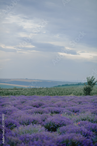 Fototapeta Naklejka Na Ścianę i Meble -  lavender field in cloudy weather