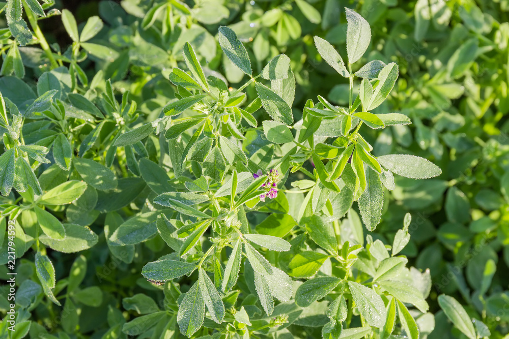 Alfalfa with dew drops on field close-up Alfalfa with dew drops on field close-up