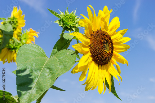 Fototapeta Naklejka Na Ścianę i Meble -  Flower of sunflower against of other flowers and sky