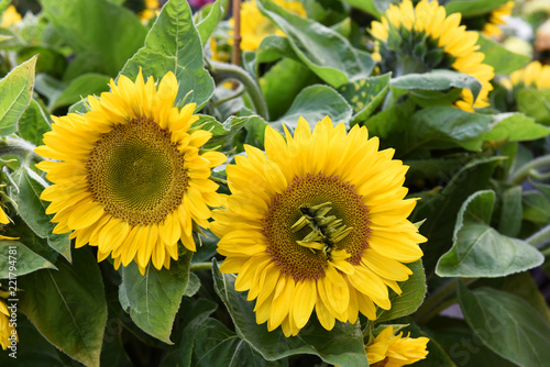 Sonnenblumen, bio, regional