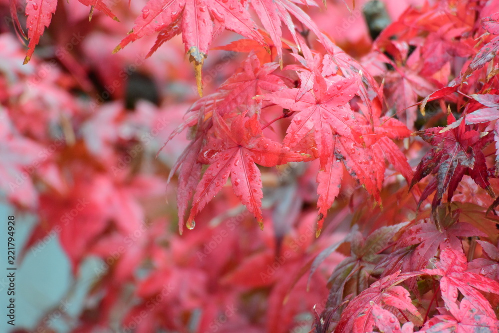 雨に濡れた、真っ赤な紅葉 雨に濡れた、真っ赤な紅葉