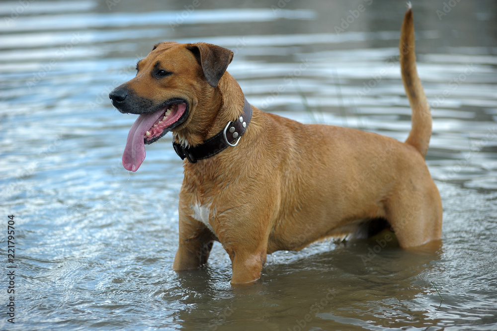 red dog bathes in the lake red dog bathes in the lake