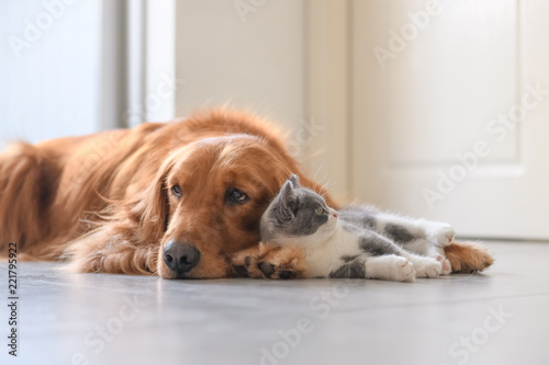 Golden Retriever and Kitten