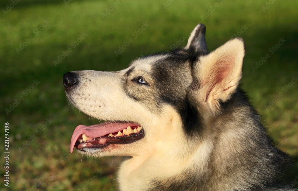 Husky dog portrait outdoors Husky dog portrait outdoors