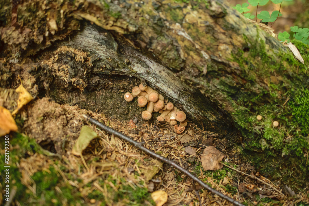 Fototapeta premium Agaric honey in the forest