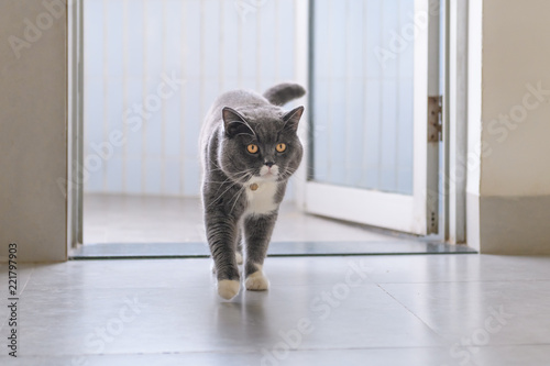 British short hair cat, indoor shooting