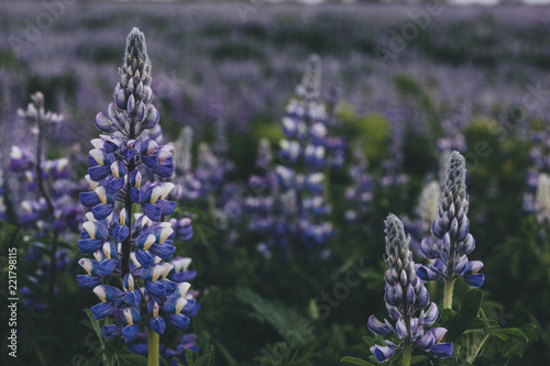 selective focus of beautiful purple lupines in Iceland