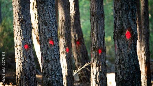 Trees marked for cut with red dots