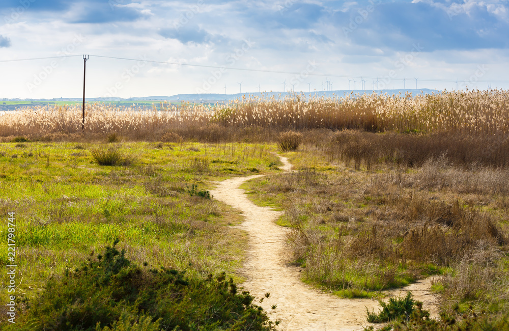 Path in the field