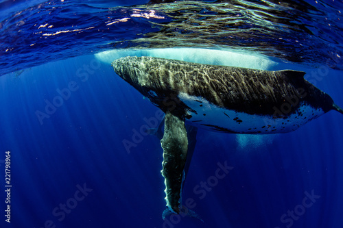 diving with Humpback whale underwater in Moorea French Polynesia