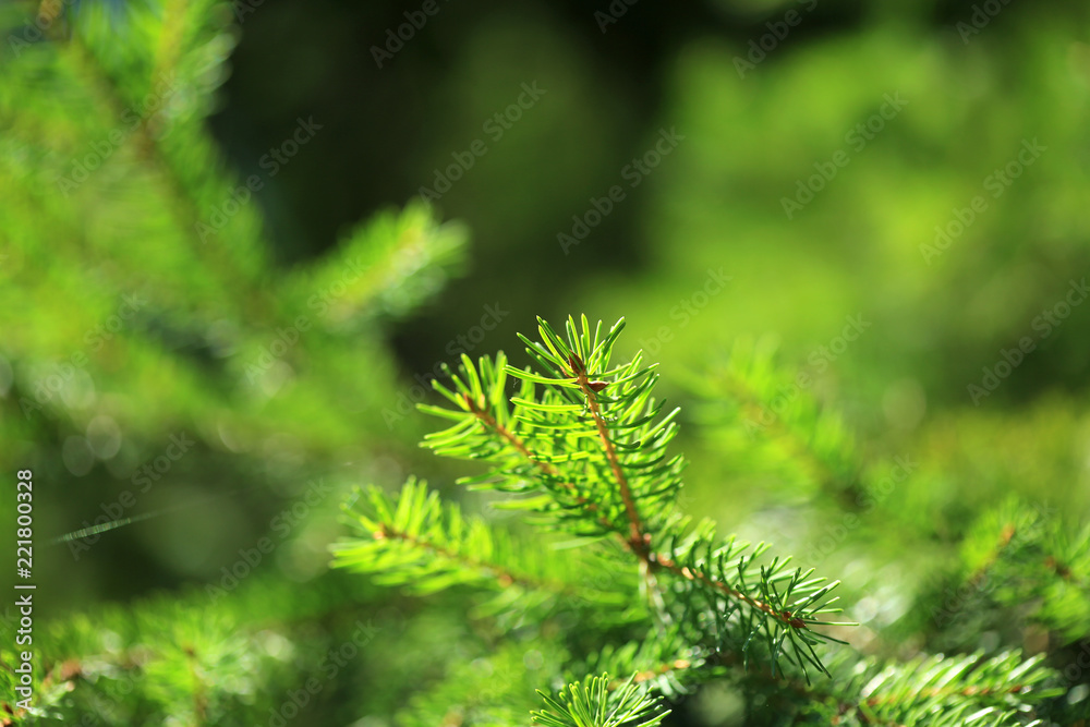 Natural forest background with green tree Natural forest background with green tree