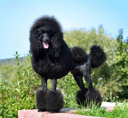 Standart black poodle photo