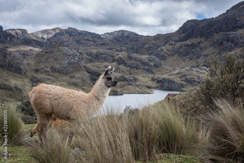 Lama dans le parc national El Cajas, Équateur