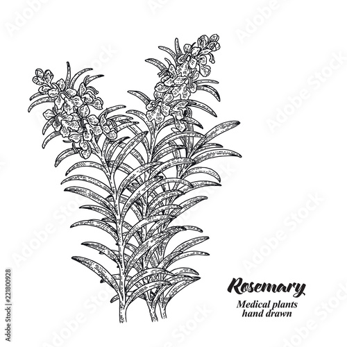 Rosemary branch with leaves and flowers isolated on white background. Medical herbs collection. Hand drawn vector illustration engraved.