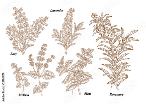 Hand drawn rosemary, pepper mint, melissa, sage, lavender and sage garden herbs with leaves and flowers. Medical plants collection. Hand drawn sketches engraved. Vector illustration.