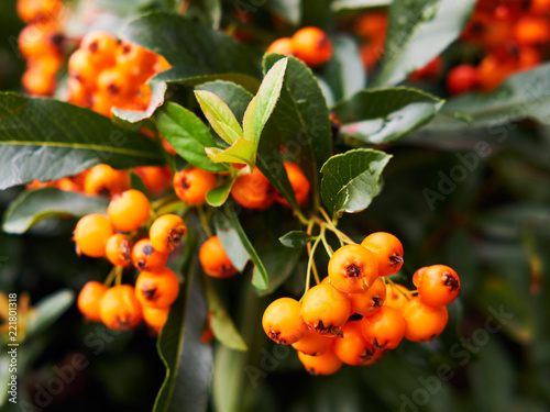 Scarlet firethorn berries and leaves close up photo