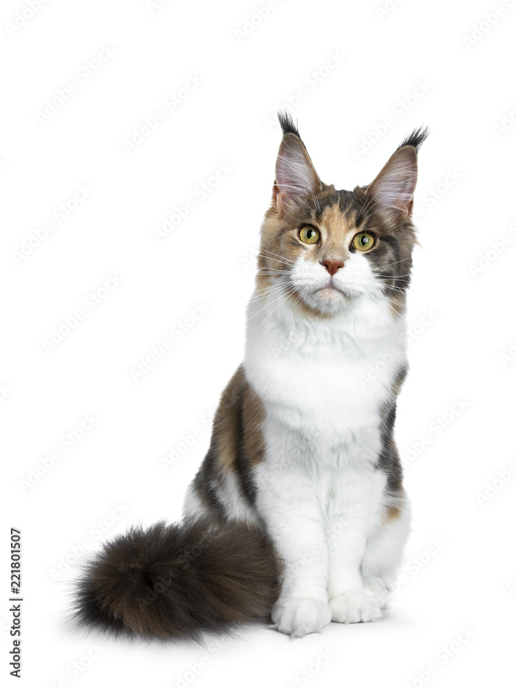 Sweet bicolor high white Maine Coon cat girl sitting up front view, looking straight at the camera isolated on white background