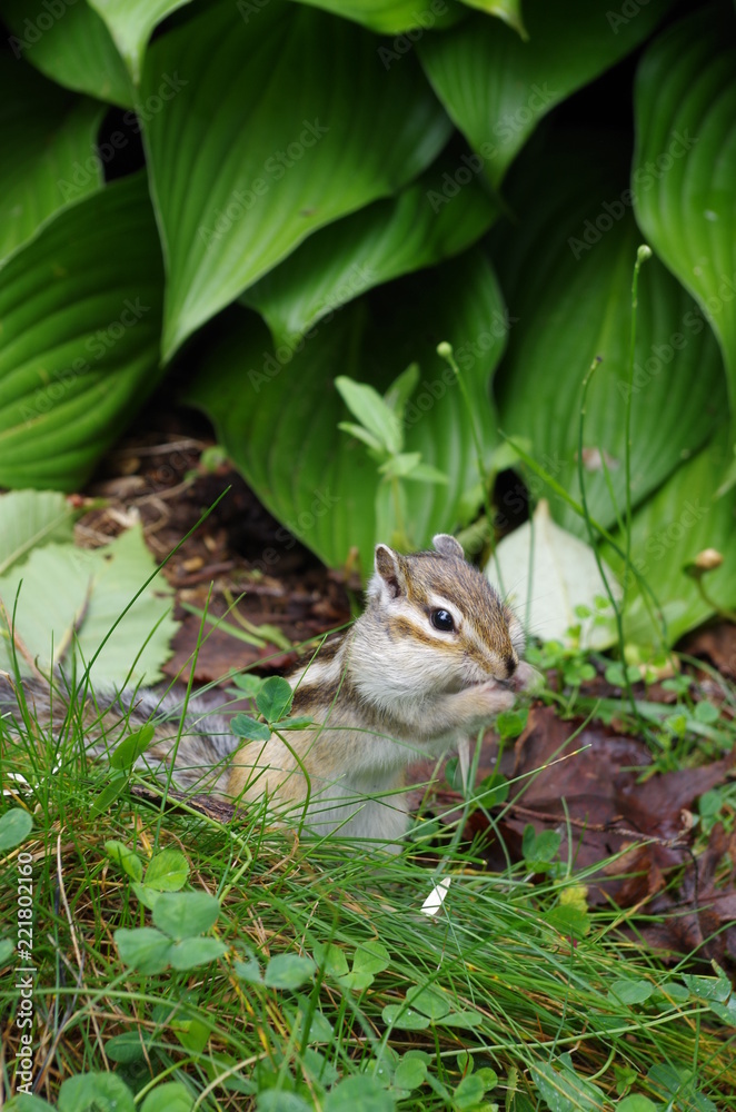 かわいいシマリス かわいいシマリス