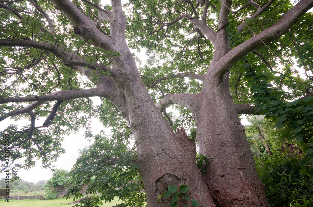Fototapeta premium Giant baobab tree near Vasai fort, surrounded by foliage.