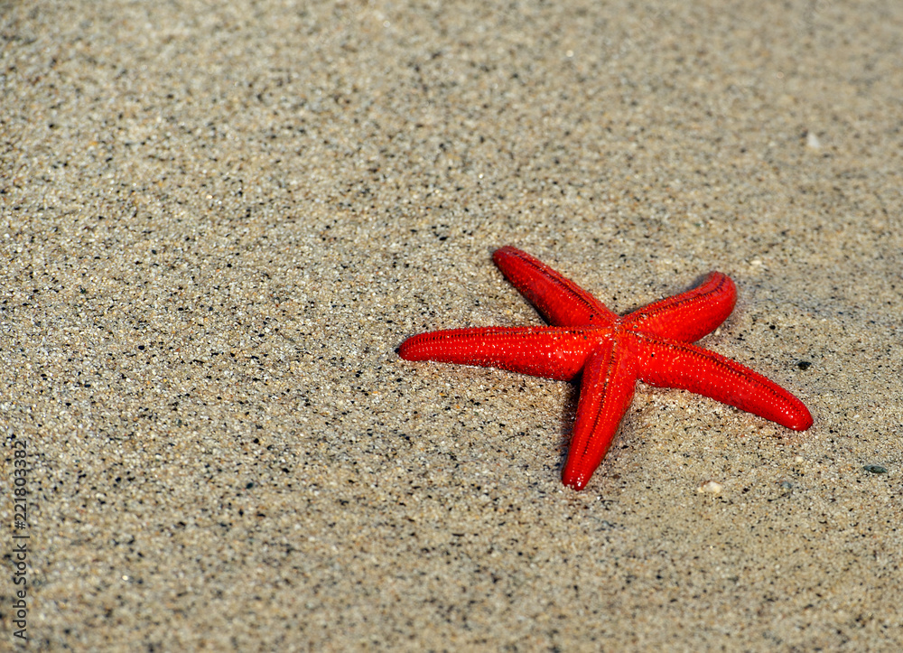 Red starfish (Echinaster sepositus) on the beach Red starfish (Echinaster sepositus) on the beach