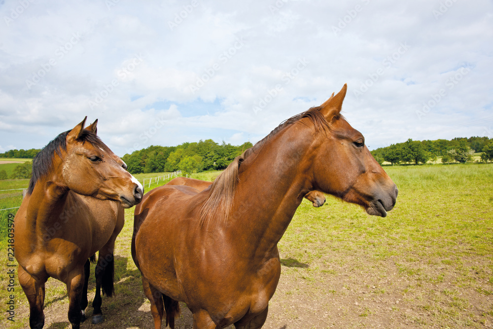 Obraz premium zwei Pferde