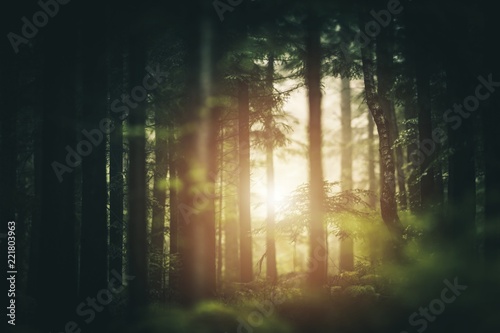 Scenic Forest Sunlight