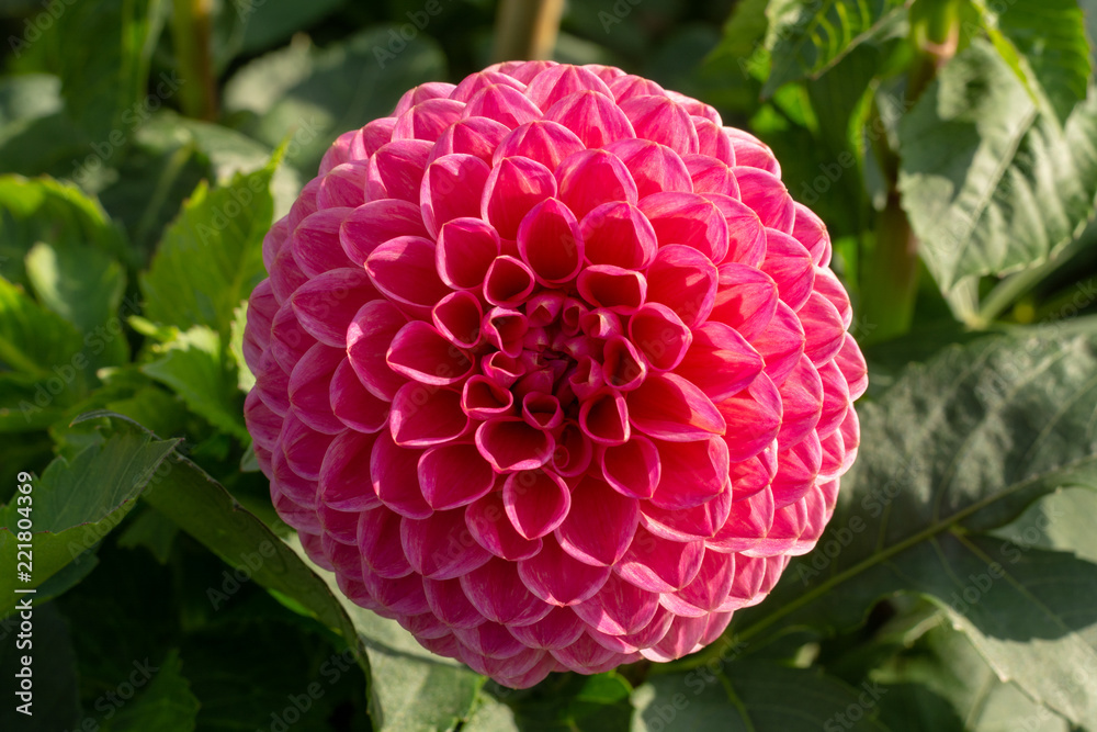 Big colorful round flowers of dahlia plant in garden, floral background Big colorful round flowers of dahlia plant in garden, floral background