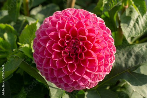 Fototapeta Naklejka Na Ścianę i Meble -  Big colorful round flowers of dahlia plant in garden, floral background