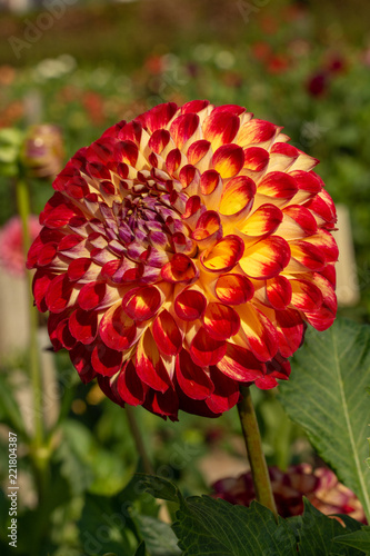 Fototapeta Naklejka Na Ścianę i Meble -  Big colorful round flowers of dahlia plant in garden, floral background