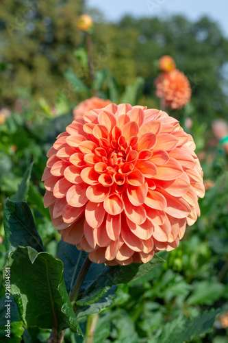 Fototapeta Naklejka Na Ścianę i Meble -  Big colorful round flowers of dahlia plant in garden, floral background
