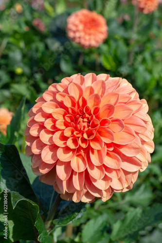 Fototapeta Naklejka Na Ścianę i Meble -  Big colorful round flowers of dahlia plant in garden, floral background