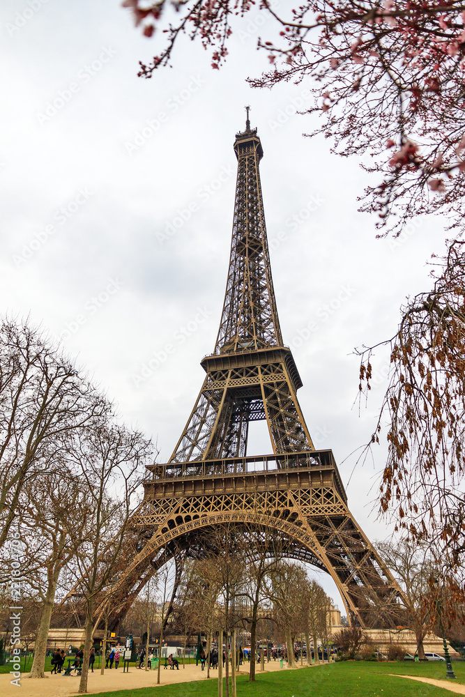 Beautiful view of the Eiffel tower with pink blossom in early spring
