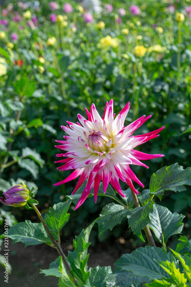 Big colorful round flowers of dahlia plant in garden, floral background Big colorful round flowers of dahlia plant in garden, floral background