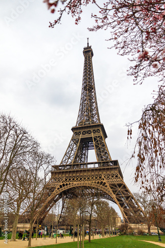 Beautiful view of the Eiffel tower with pink blossom in early spring   © dennisvdwater