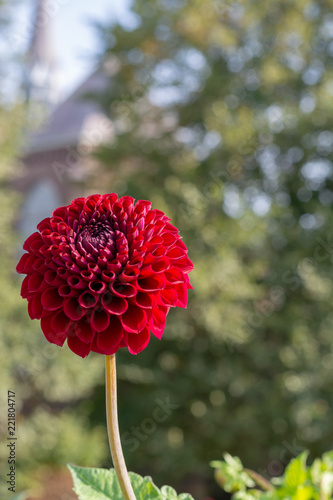 Fototapeta Naklejka Na Ścianę i Meble -  Big colorful round flowers of dahlia plant in garden, floral background