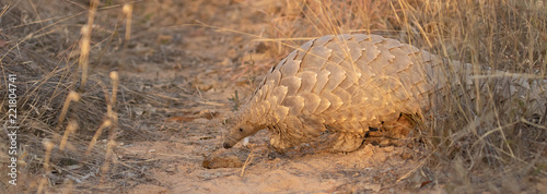 Southern Ground Pangolin photo