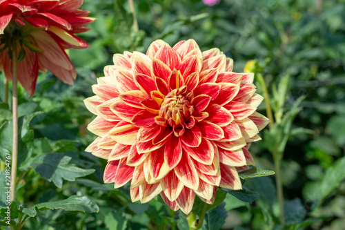 Fototapeta Naklejka Na Ścianę i Meble -  Big colorful round flowers of dahlia plant in garden, floral background