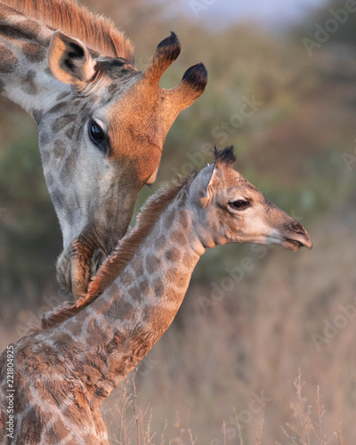 Photography New Born Giraffe
