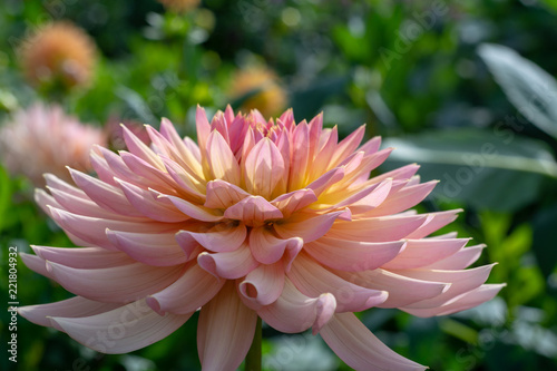 Fototapeta Naklejka Na Ścianę i Meble -  Big colorful round flowers of dahlia plant in garden, floral background